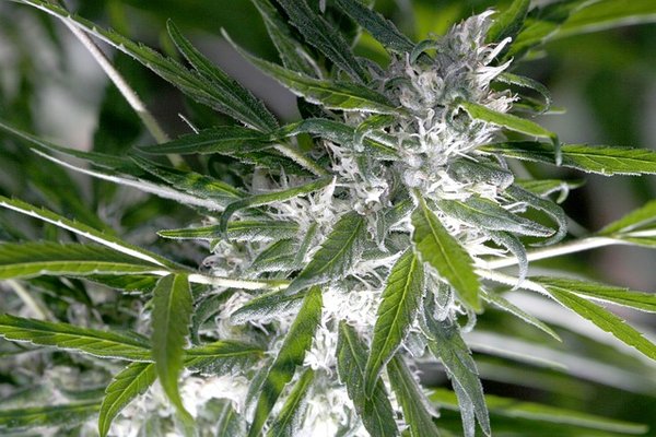 Que sont les trichomes sur les fleurs du CBD ?